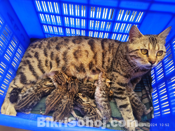 Bengal cat kitten biking nuya Houcca